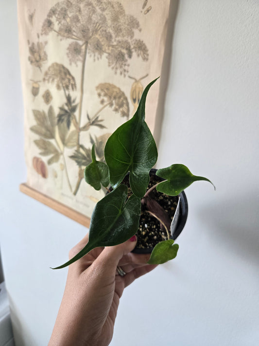 Alocasia Stingray