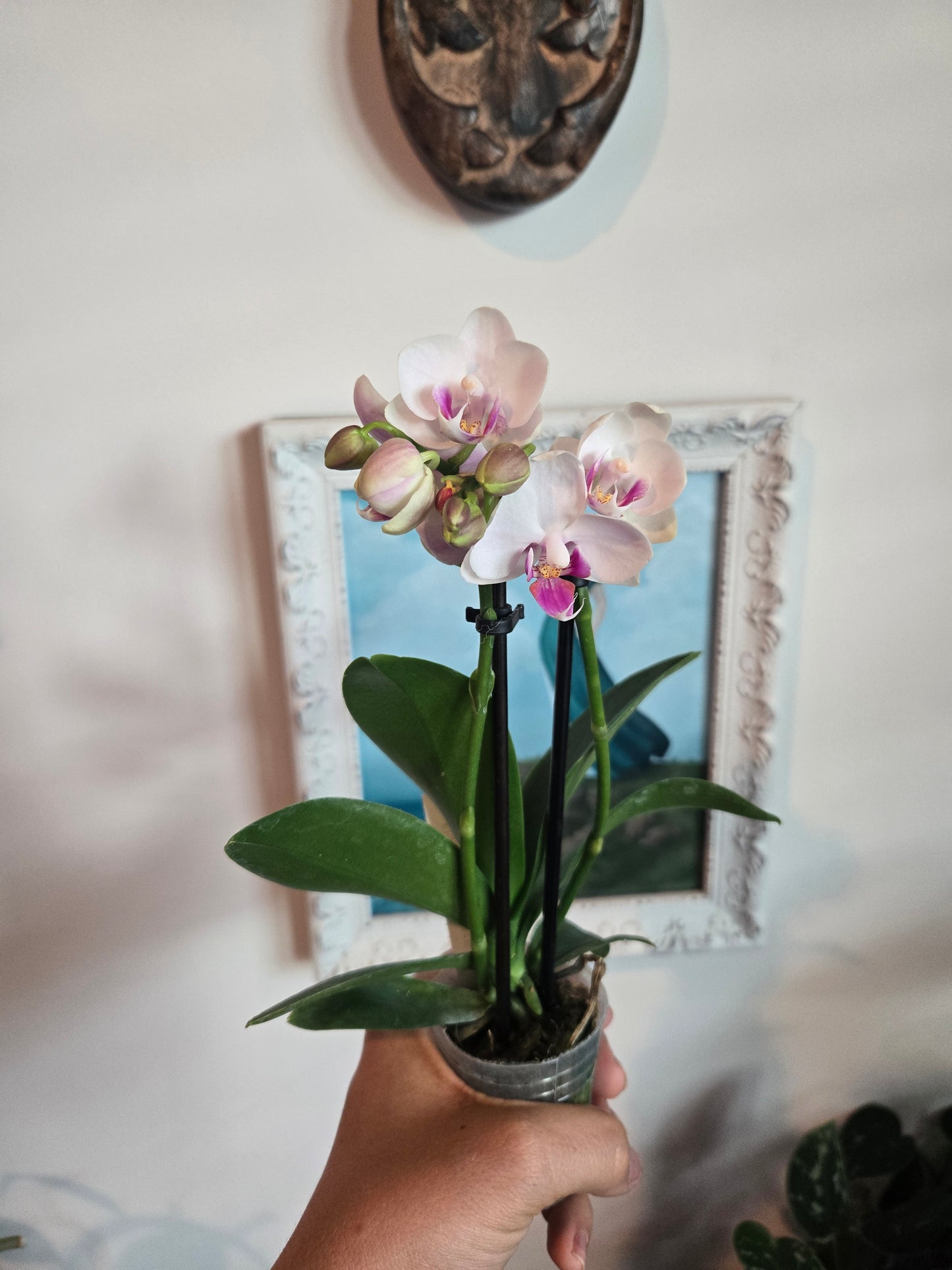 Moth Orchid