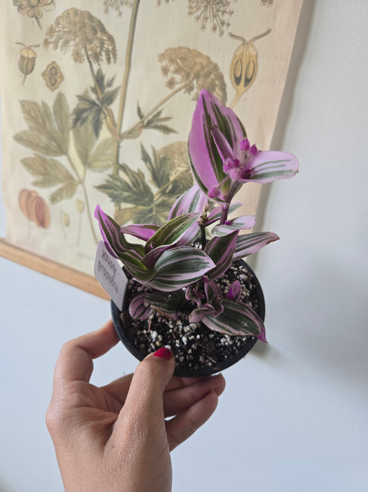 Nanouk Tradescantia
