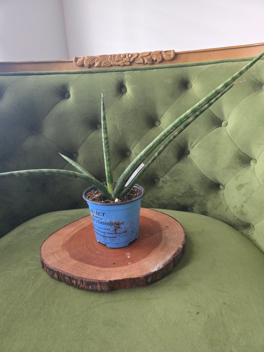 Sansevieria Starpower