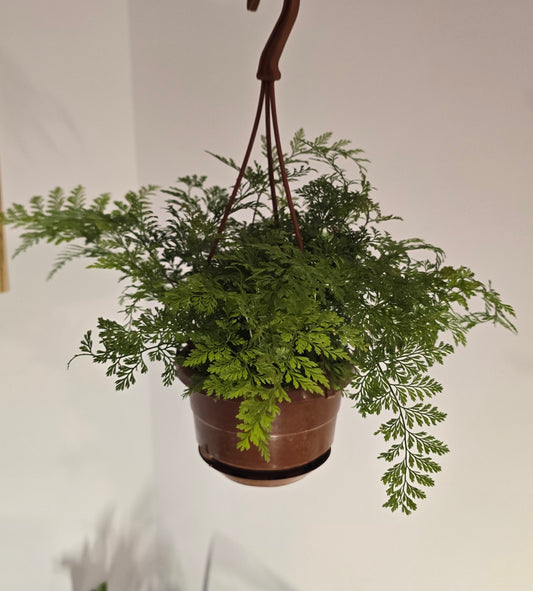 4 in Hanging Basket