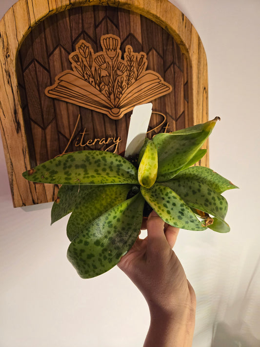 Resnova Humifusa- Variegated Leopard Lilly