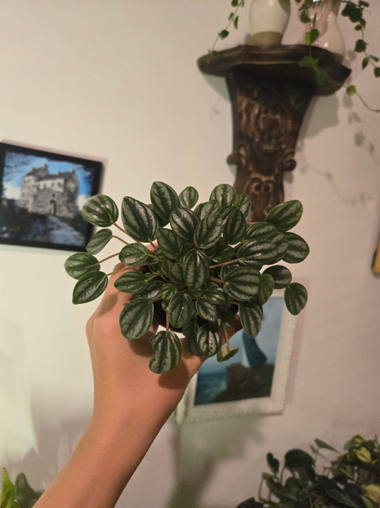 Peperomia Abrocos Green